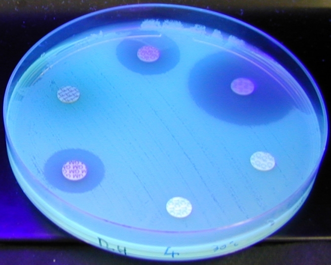 jpg antibiogramme avec fluoresceine